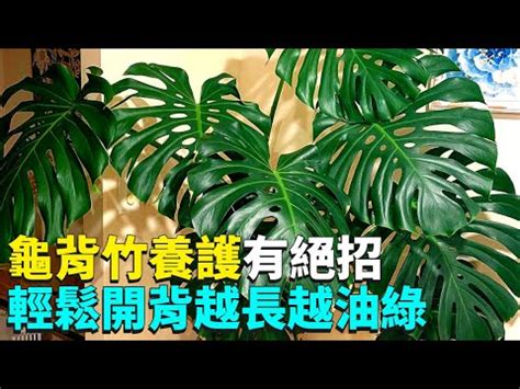 龜背芋 室外|3 分鐘認識龜背芋照顧 、種植方法，綠手指必讀完整介。